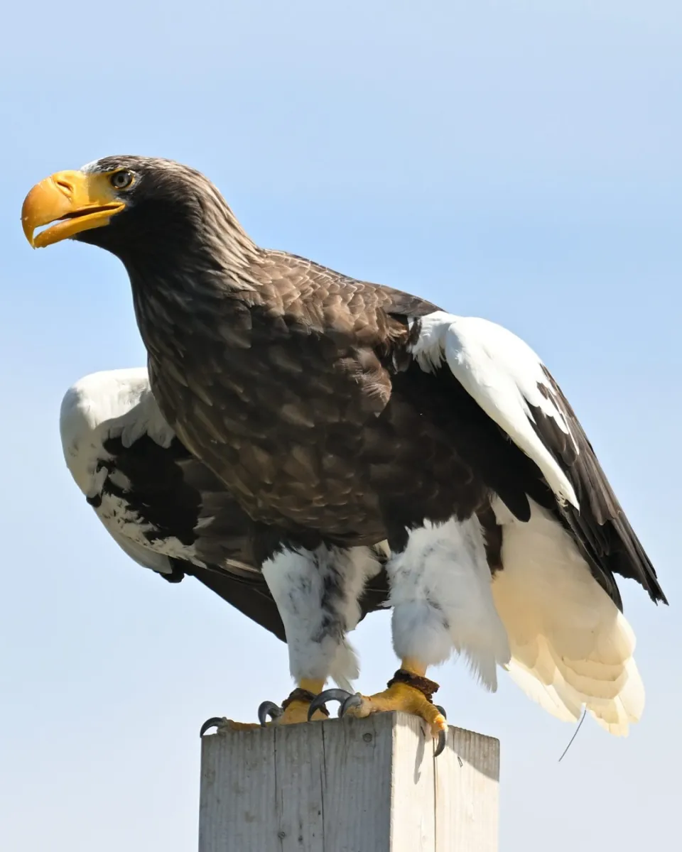 Hawk Conservancy Trust Bird of Prey Centre