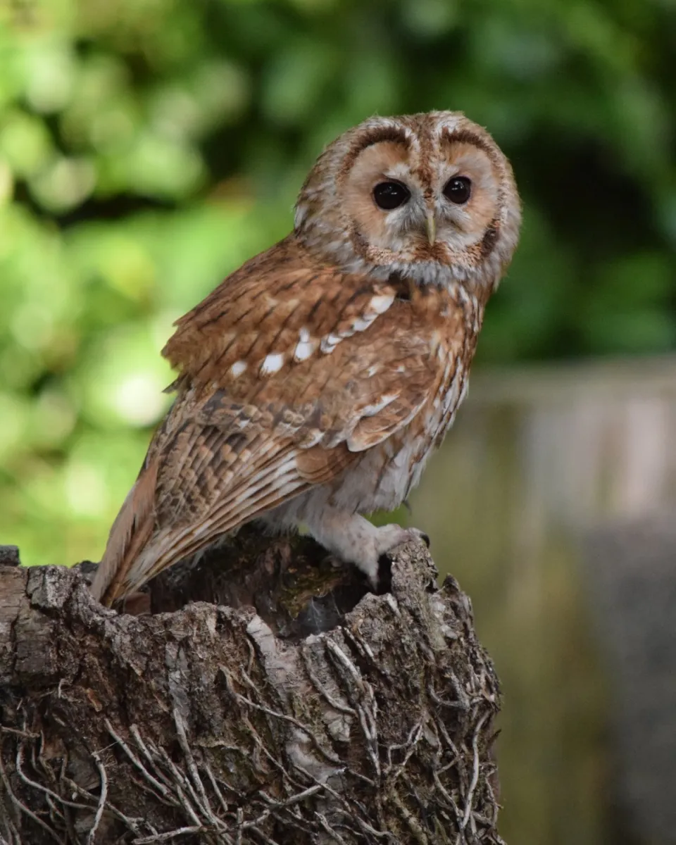 Hawk Conservancy Trust Bird of Prey Centre
