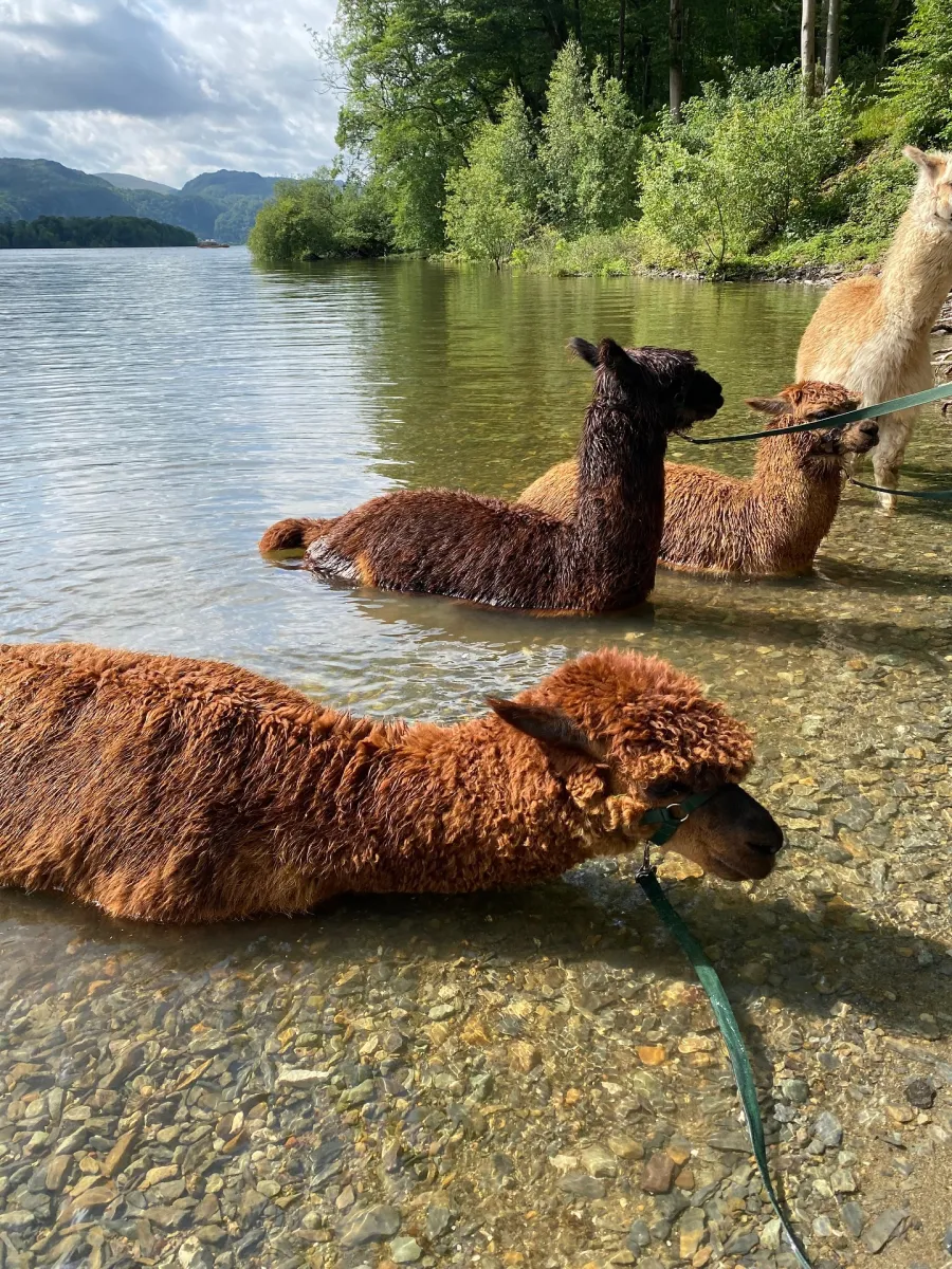 Guests feeding and petting alpacas during the Meet and Greet session