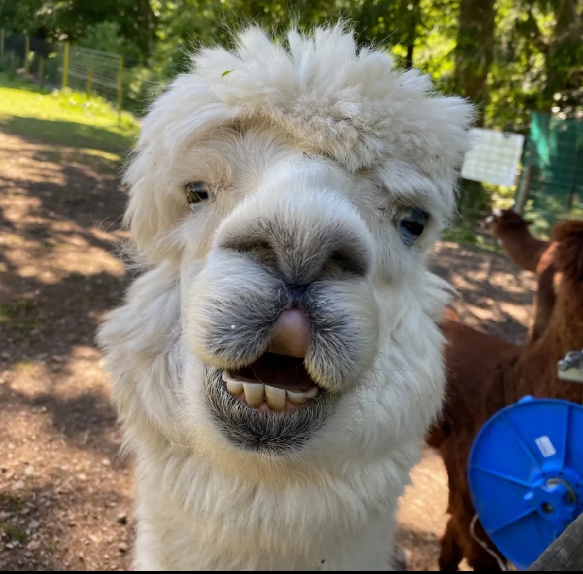 People enjoying the Alpaca Walking Adventure in the scenic Lake District