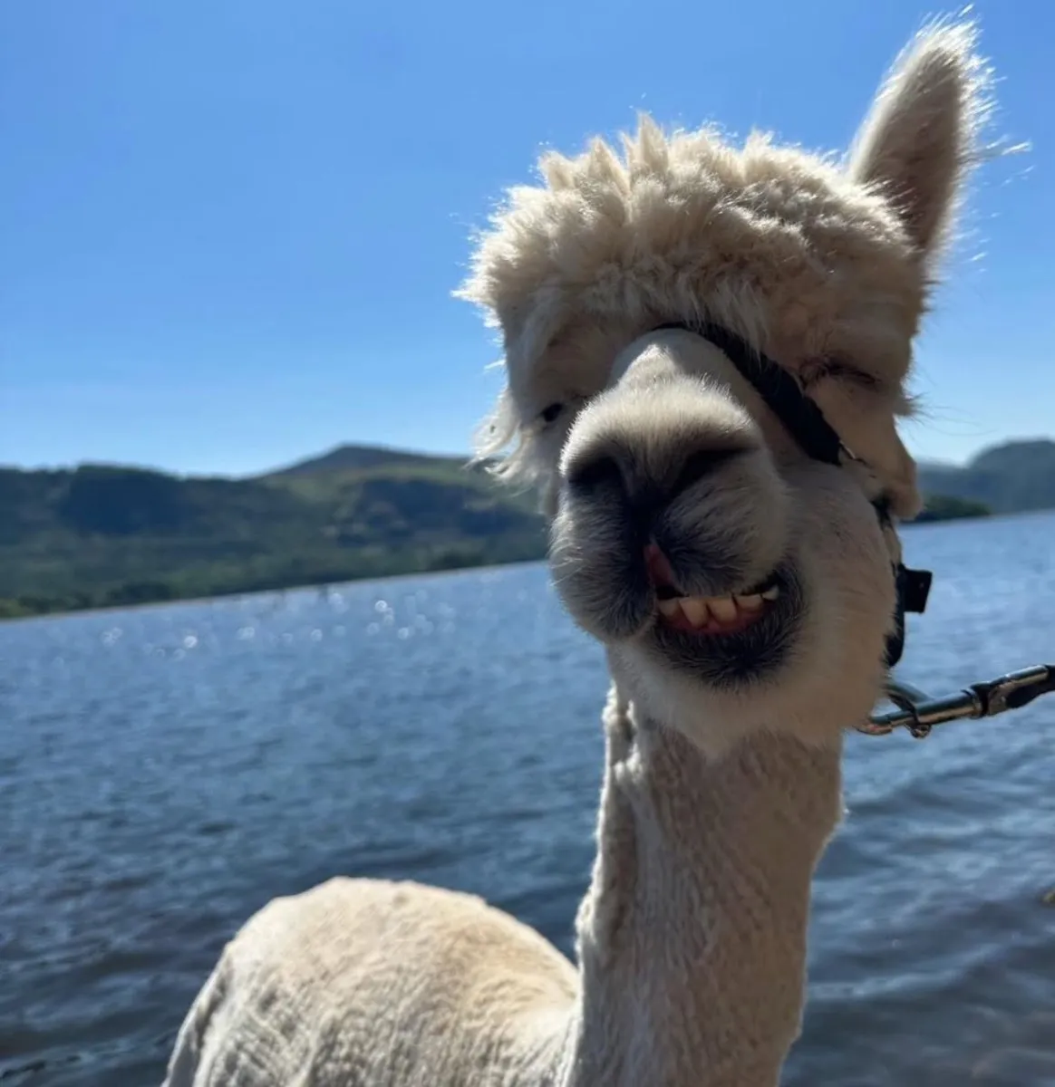 Visitors hiking with llamas on the hills of Lake District