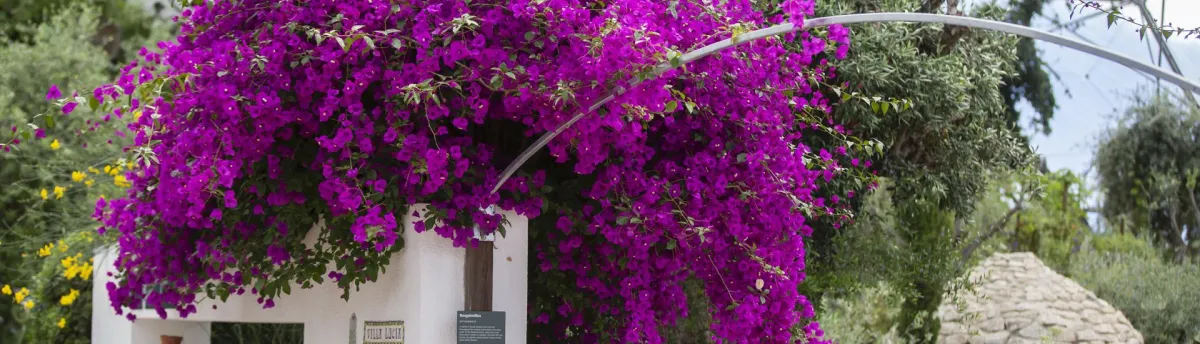 Bougainvillea plant with vibrant purple flowers