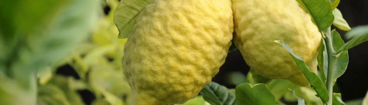 Close-up of two large yellow lemons on a tree