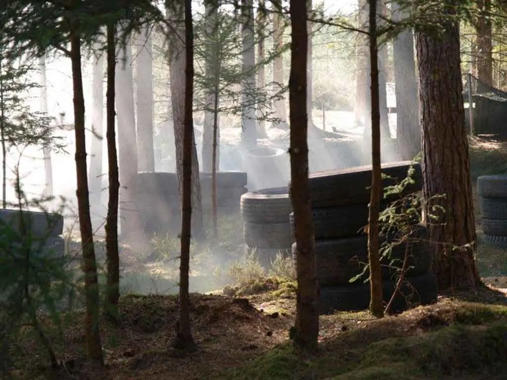 Forest with stacked tires and sunlight filtering through trees