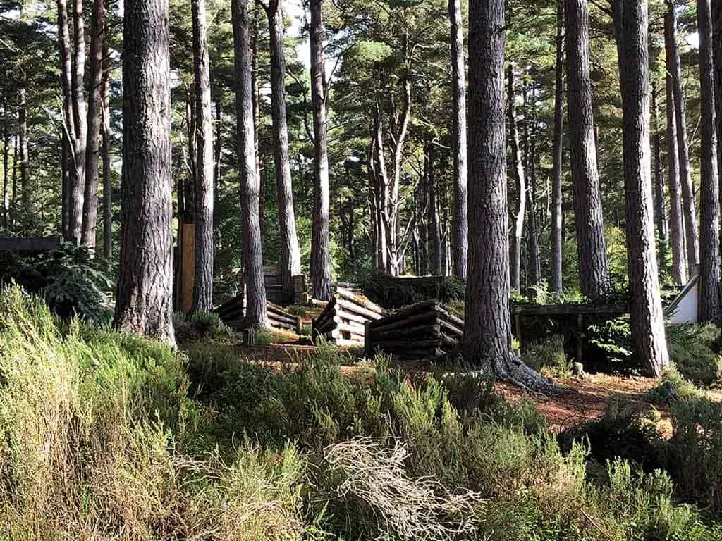 Forest with tall trees and wooden structures
