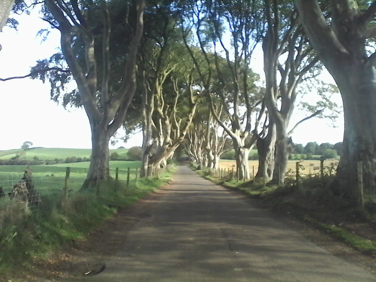 Tree-lined road with overhanging branches