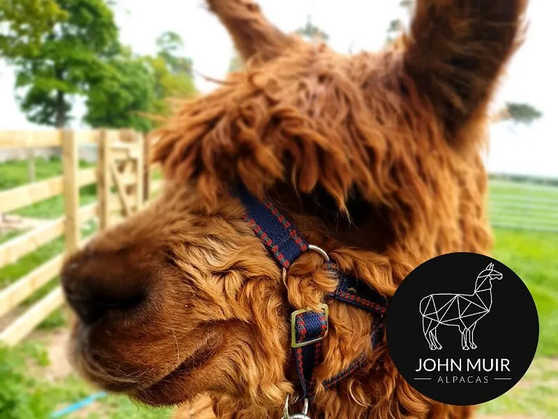 Close-up of a brown alpaca with a halter.