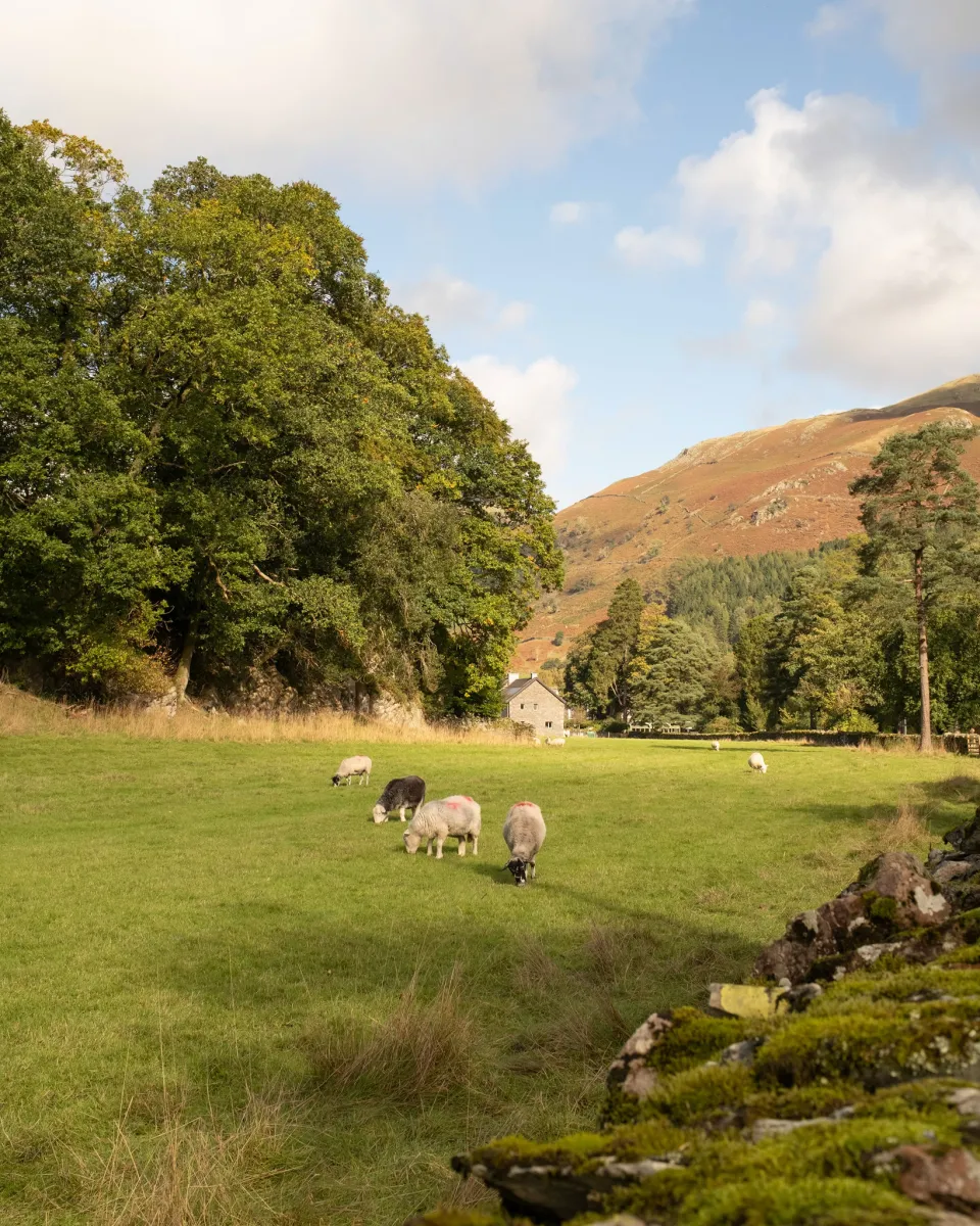 Sheep grazing in a green field with trees and hills.