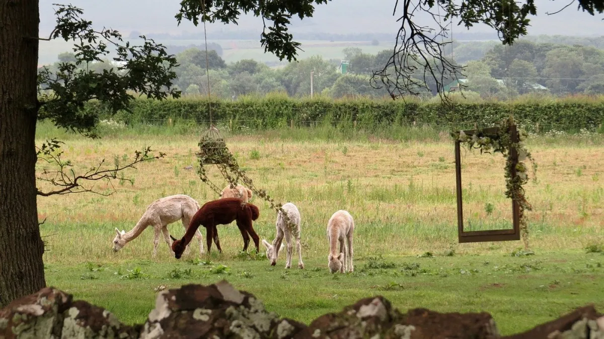 Alpacas grazing in a field with trees and a swing.