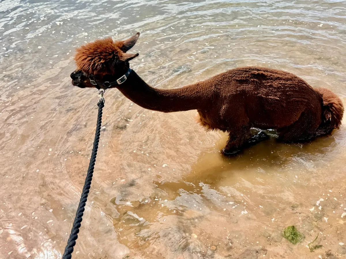 Brown alpaca standing in shallow water