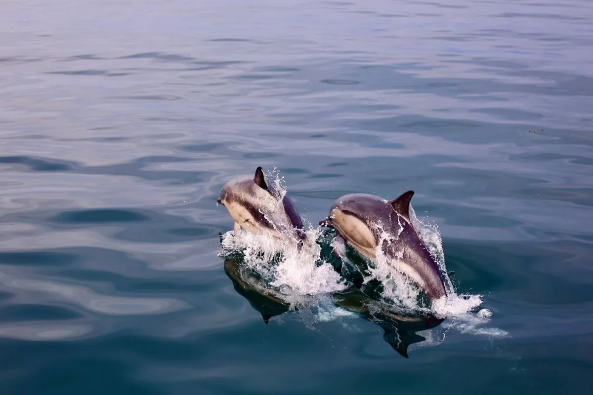 Two dolphins leaping out of the water