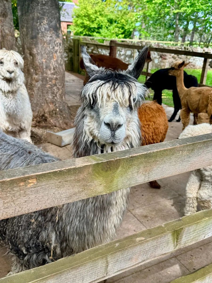 Alpacas behind a wooden fence in a farm setting