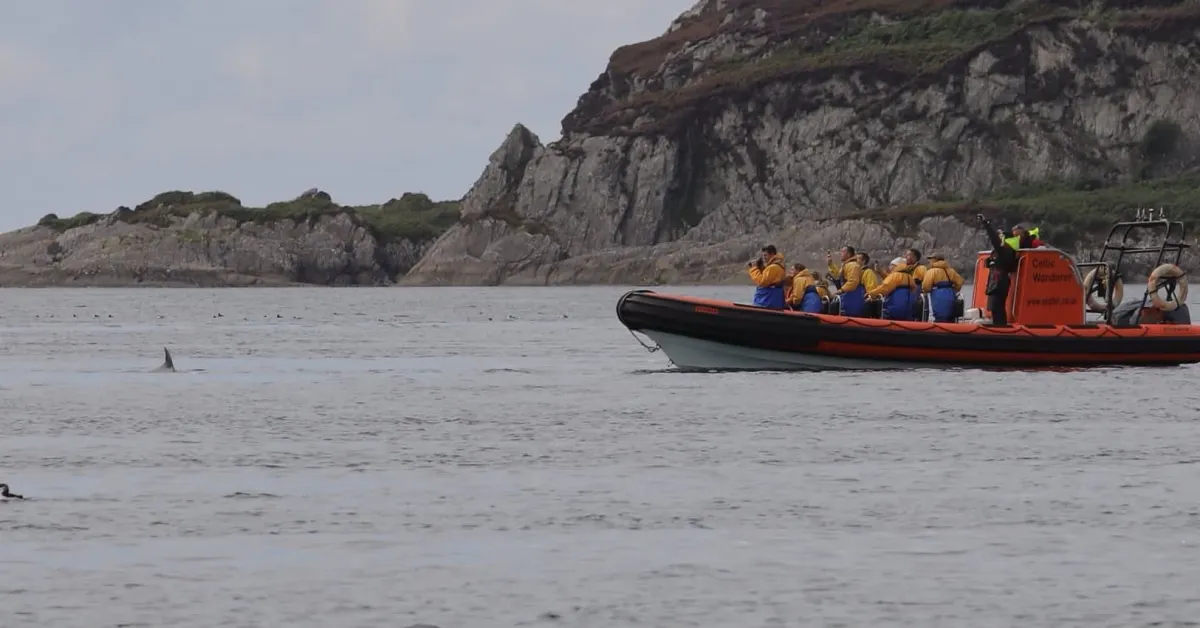 Boat with people watching a dolphin near rocky cliffs.