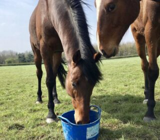 Dallas Keith Equine Digestion Flexi Tub