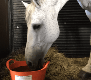 Dallas Keith Equine Turmeric Flexi Tub