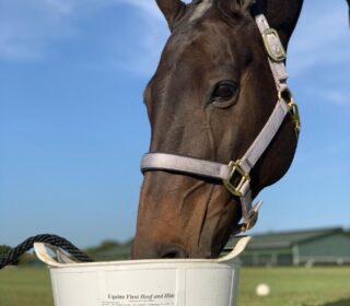 Dallas Keith Equine Hoof & Hide Flexi Tub
