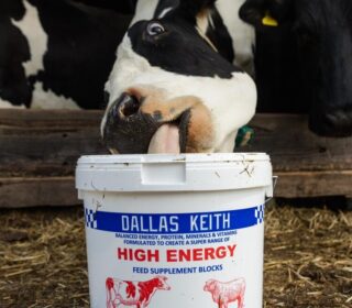 Dallas Keith Hi Energy