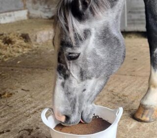 Dallas Keith Equine Essential Flexi Tub