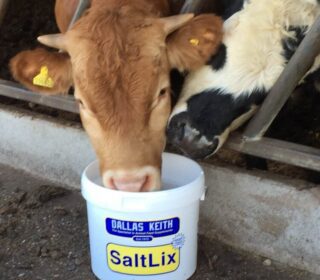 Dallas Keith Hi-Iodine SaltLix