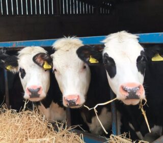 Dallas Keith Calf Tub Plus Energy