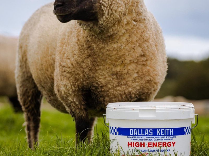 A sheep standing next to a bucket of Dallas Keith Energy All-In-One lick bucket