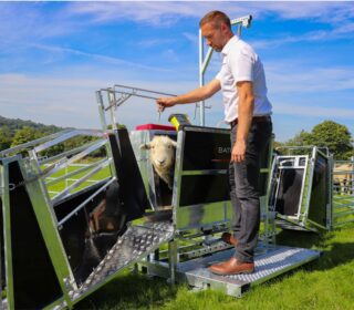 Bateman Sheep Handling
