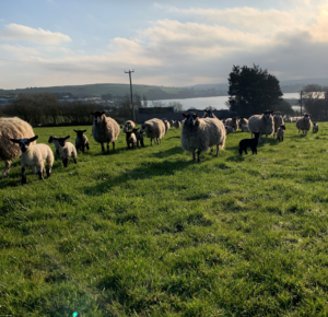 Animal Husbandry