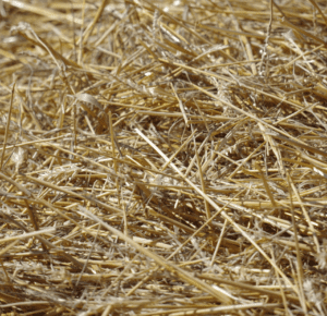 Animal Feed