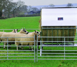 Bateman Sheep Feeding