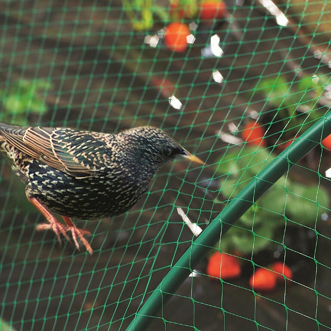 Garden Net - Image 3