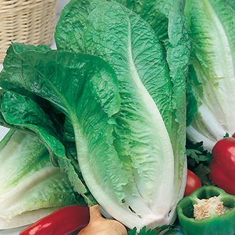 Garden Value Vegtable Seeds - Image 35
