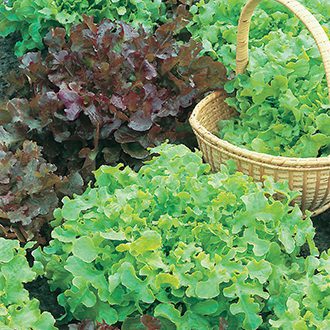 Garden Value Vegtable Seeds - Image 36