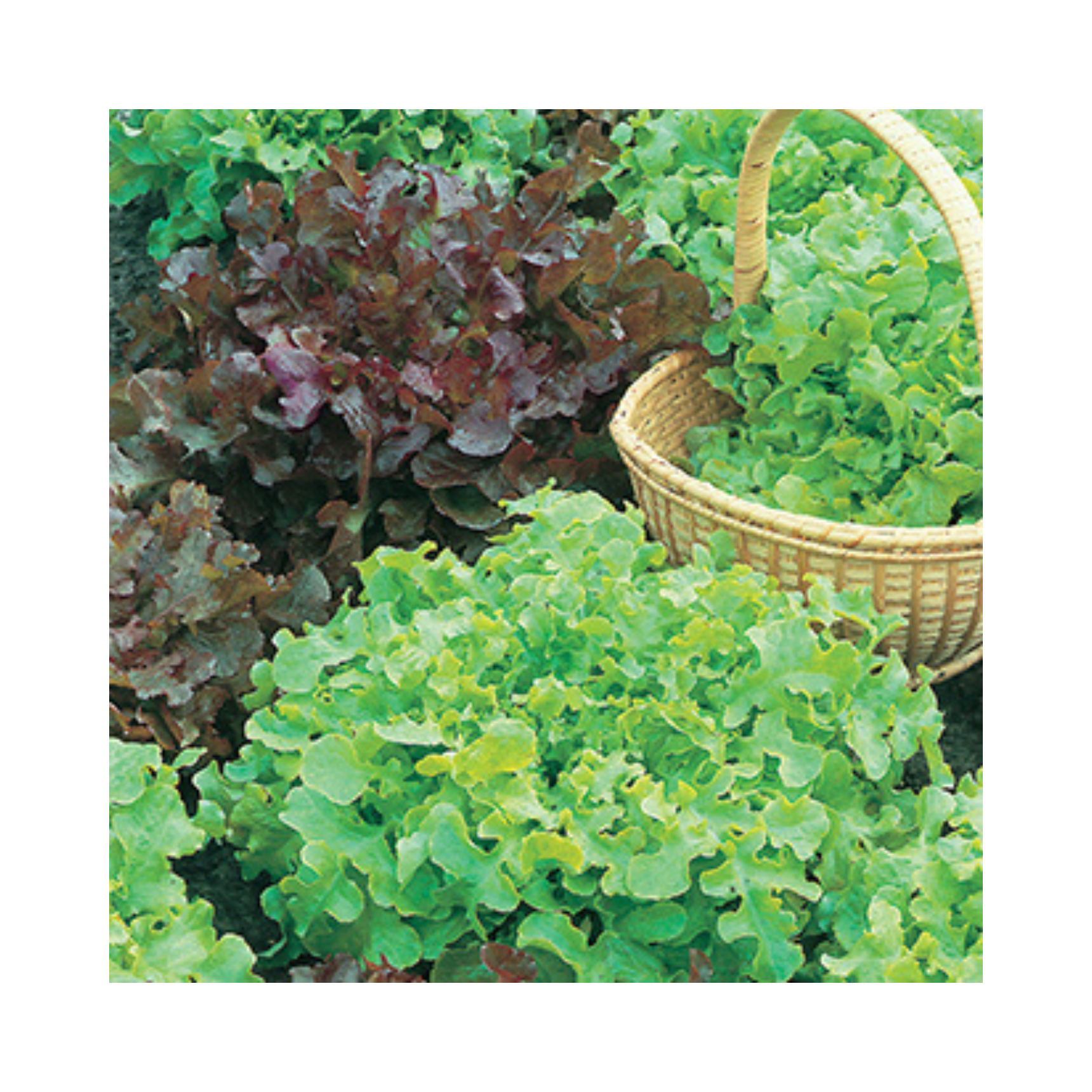 Garden Value Vegtable Seeds