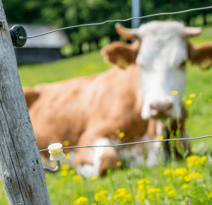 Electric Fencing