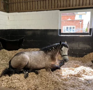 Animal Bedding