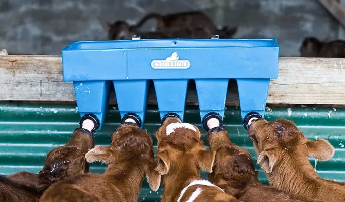 Five calves feeding from a Stallion five teat feeder