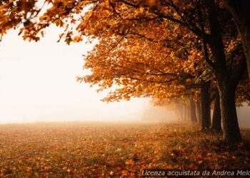 meteo-pavia:-foschia-oggi,-poi-cielo-coperto-nei-prossimi-giorni