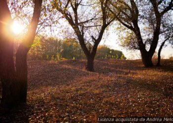 meteo-pavia:-oggi-pioviggine,-domani-nuvole-in-arrivo