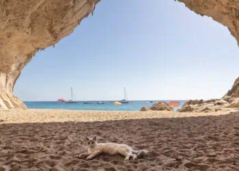 dreamstime m 329351896 350x250 - Viaggi a Cala Brandinchi: una perla della Sardegna tra acque cristalline e sabbia bianca