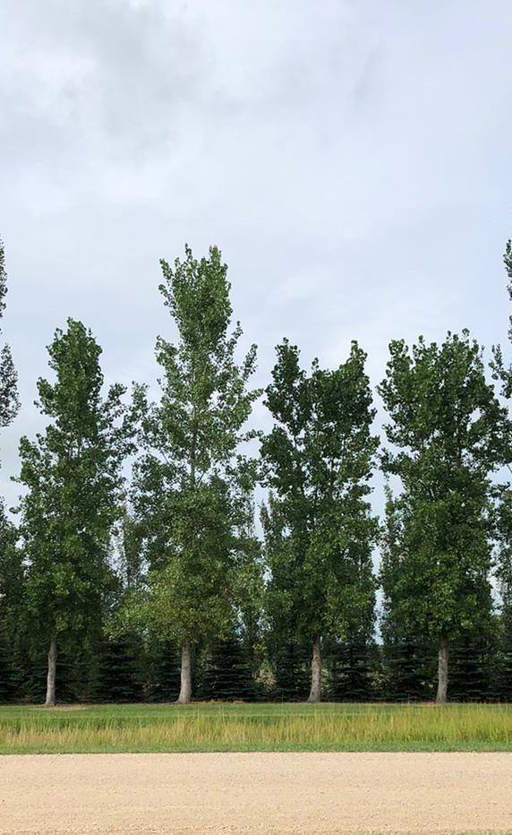 Let’s hold tight to the Poplar: a community’s embrace