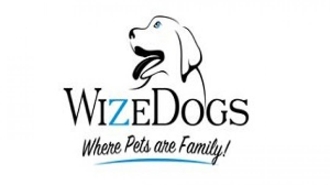 ⁣WizeDogs Labrador Retriever Breeders and Positive Dog Training Academy in Surprise, AZ