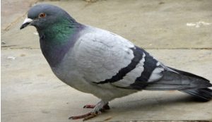 Rodent Removal Services Leeds