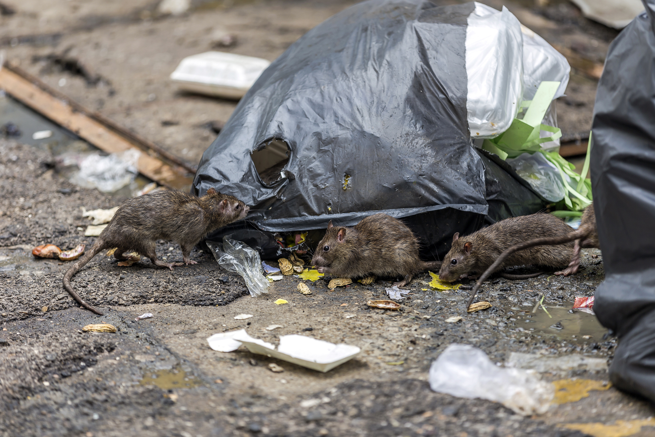 Local Pest Prevention Advice