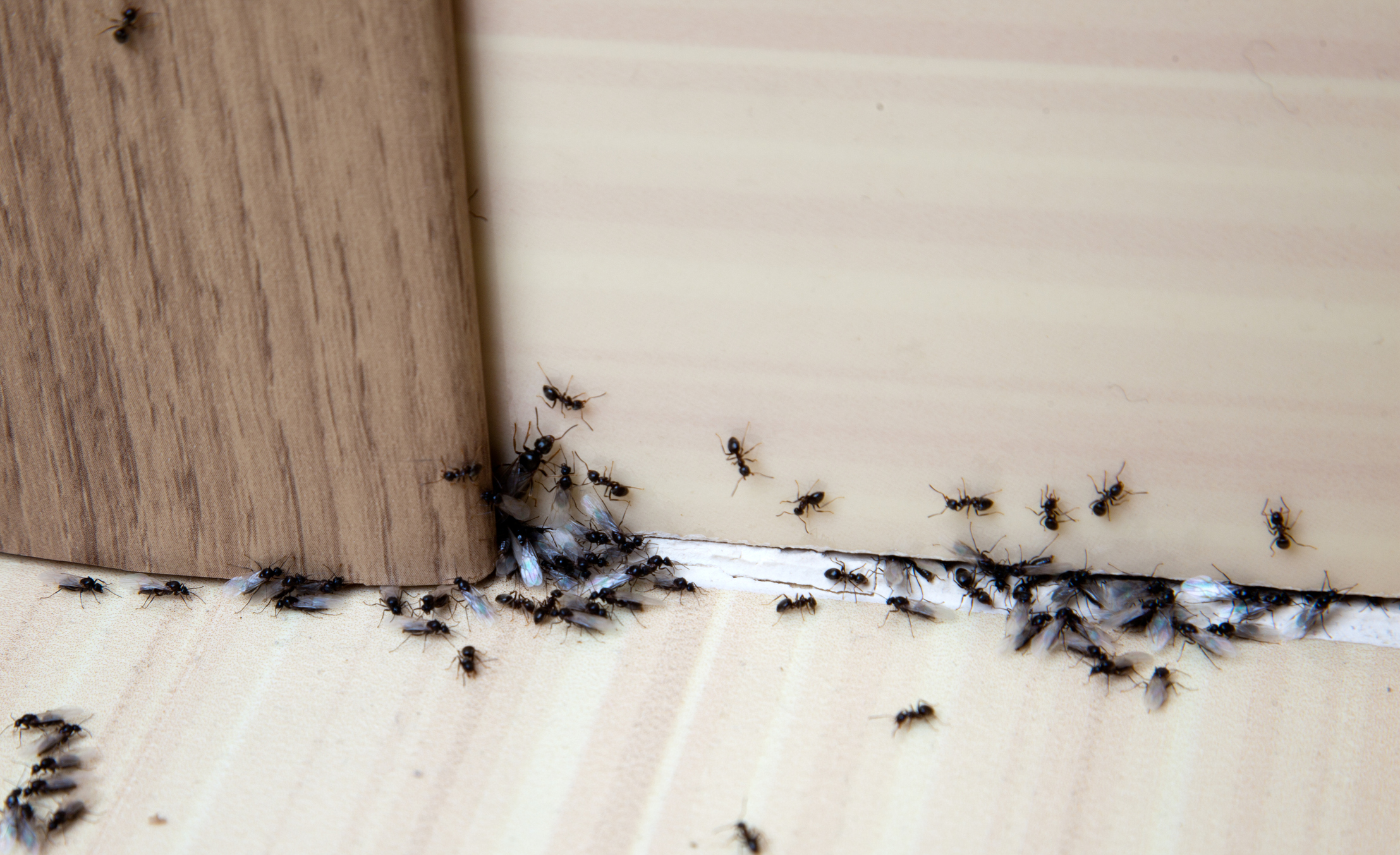 Emergency Pest Control Response