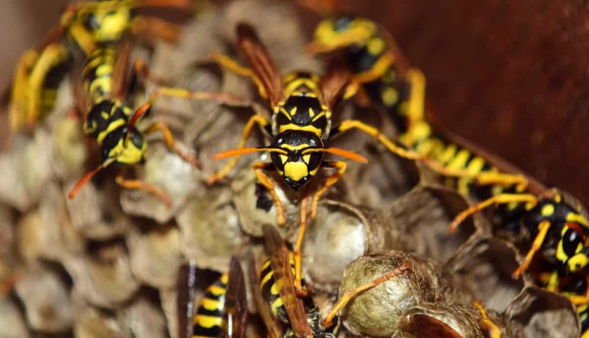Surekill Pest Control