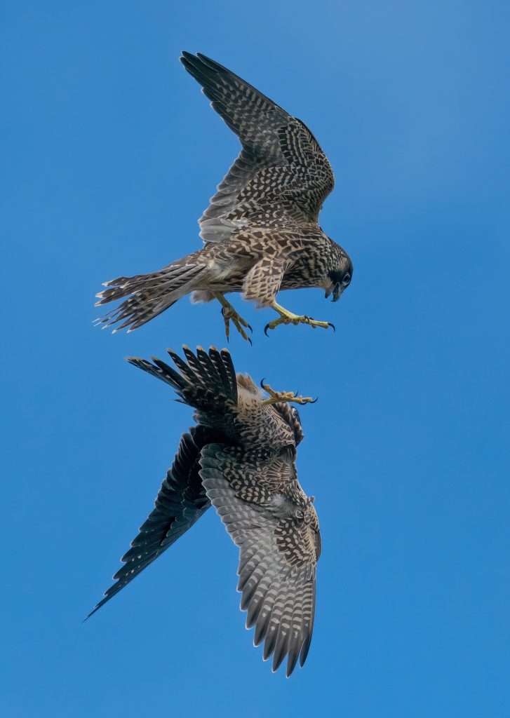 Sussex Ornithological Society Sussex Bird Photographer of the Year 2020 -