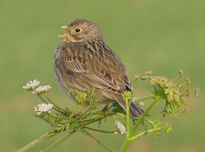 SOS Corn Bunting Survey - 1 SOS Corn Bunting Survey -