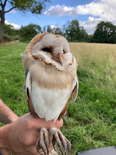 Welcome to the Sussex Barn Owl Group - 1 Welcome to the Sussex Barn Owl Group -