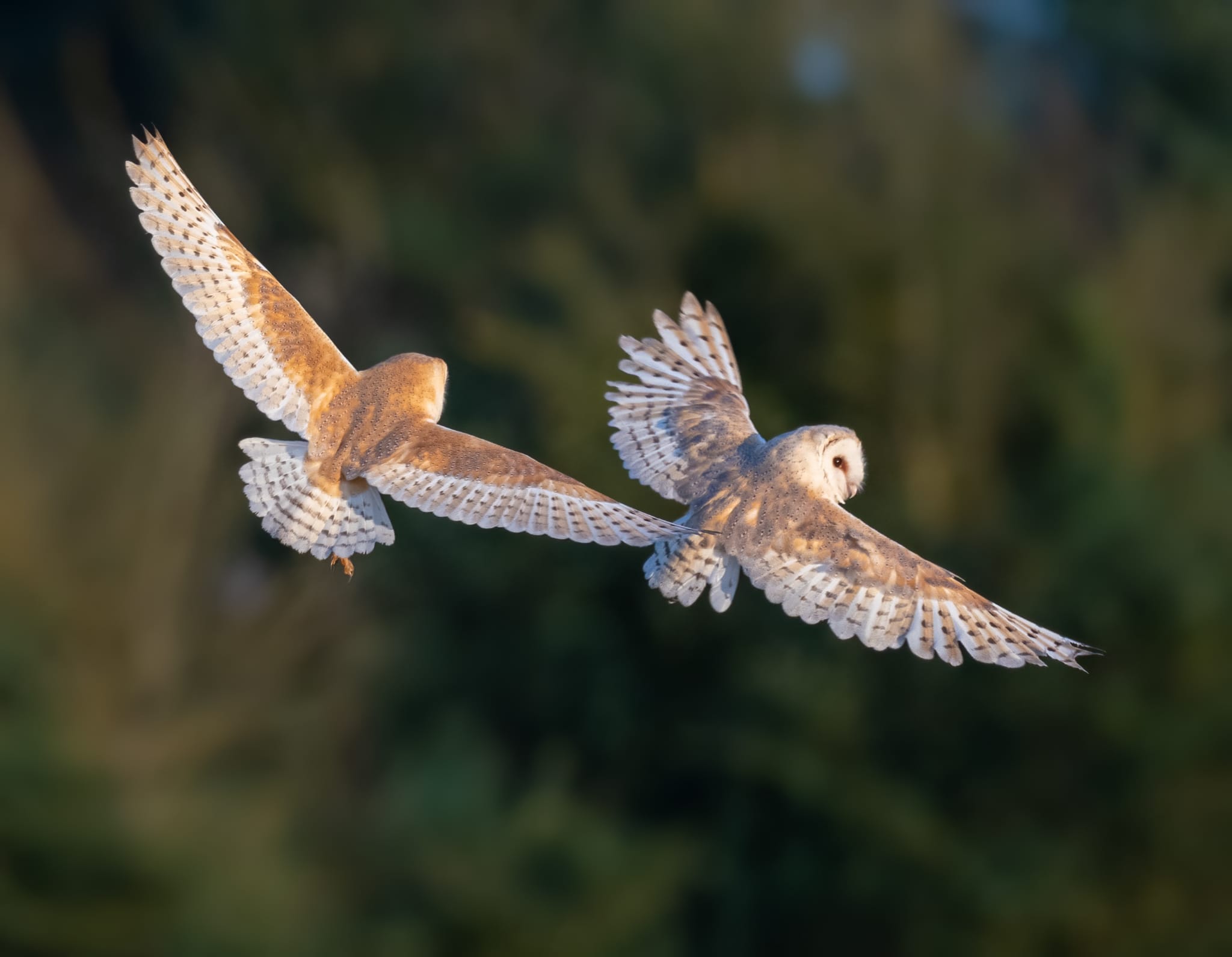 Welcome to the Sussex Barn Owl Group - 3 Welcome to the Sussex Barn Owl Group - 2