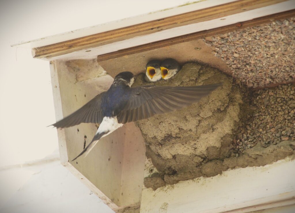 Grants from SOS helping Swifts and Hirundines - 3 Grants from SOS helping Swifts and Hirundines - 2